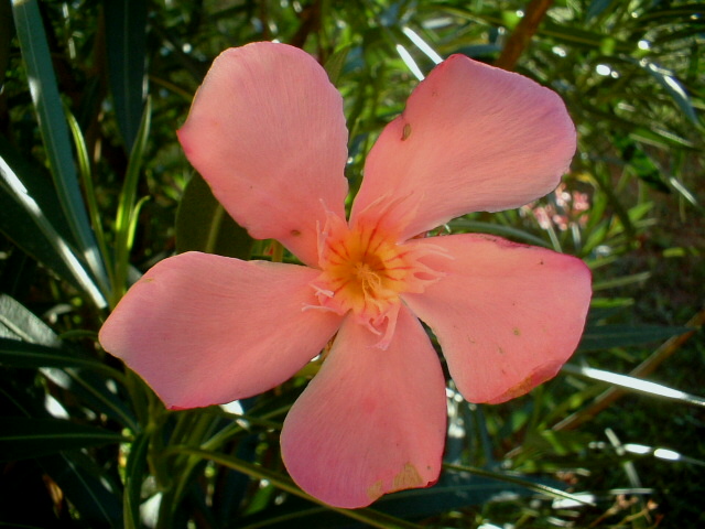 Nerium oleander / Oleandro